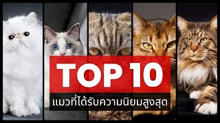 10 อันดับแมวยอดนิยม ในปี 2023