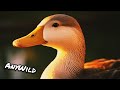 Кто такие Утки🦆Интересные и малоизвестные факты о Утках🔥 AnyWild