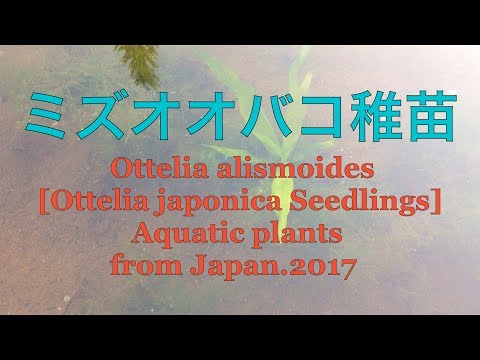 Ottelia alismoides[Ottelia japonica Seedlingsミズオオバコ稚苗]Aquatic plants from Japan.2017
