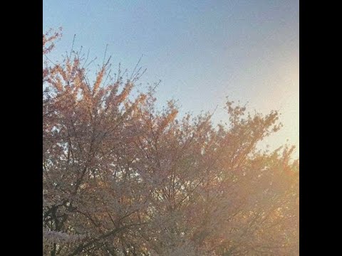 PLUMA (송민재) - 벚꽃처럼