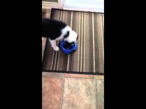 Border collie puppy have her dinner