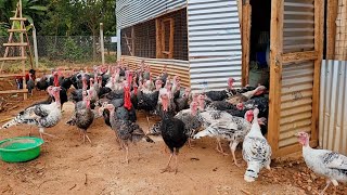 African Turkey Farming | Updates #turkeyfarming #uganda #poultryfarming #chicken #turkeyhunting