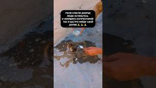 ОН МОГ УГОРЕТЬ ОТ ЖАЖДЫ😭😱 #animals #pets #puppies #puppy #cat #cats #dog #dogs #dogshorts