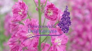Dowdeswells Delphiniums Tips For Getting The Best Out Of Your First Flowering