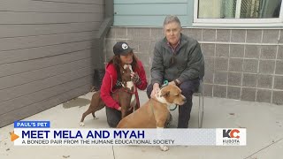 Pauls Pets Mela & Maya The Dogs Up For Adoption At Humane Educational Society In Chattanooga