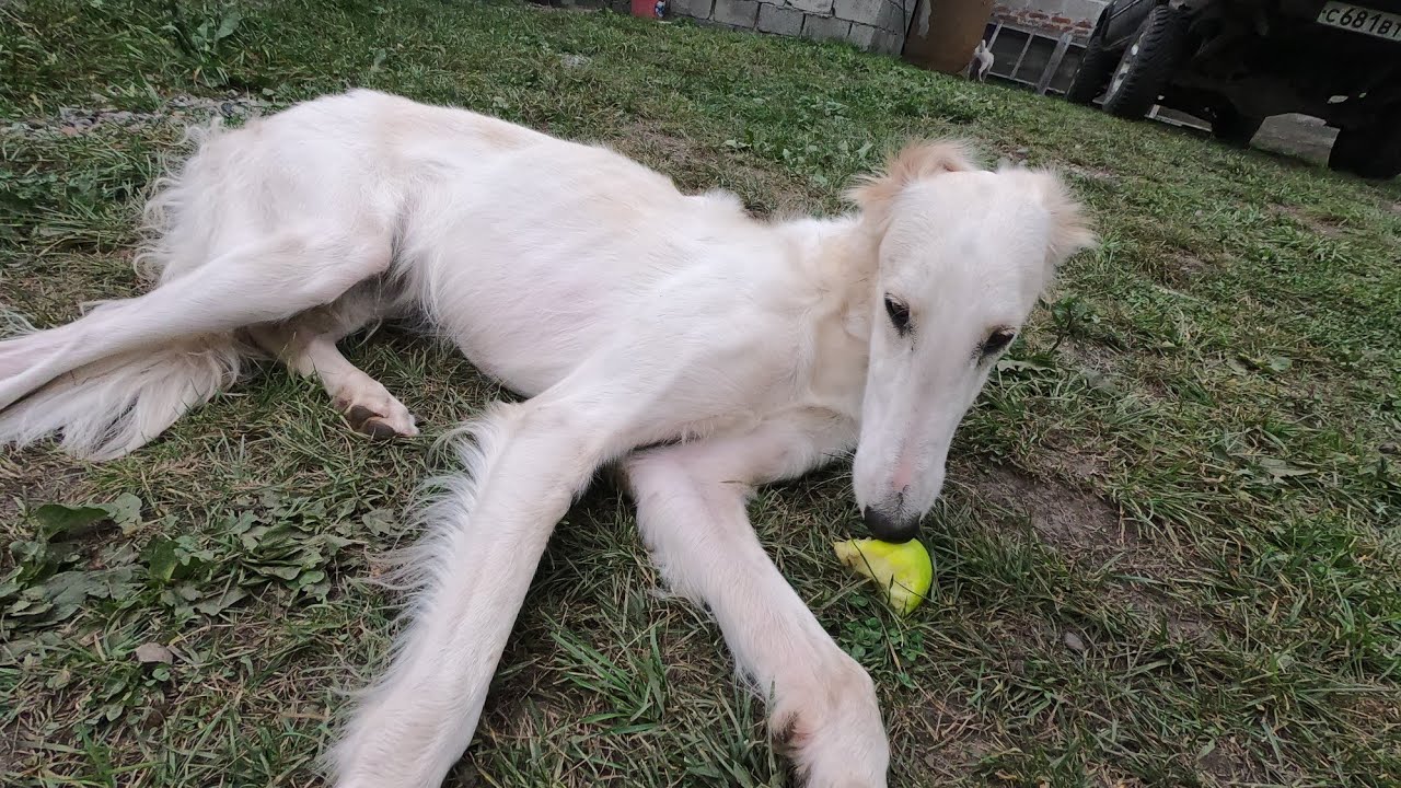 Подготовка вольеров для собак к зиме - YouTube