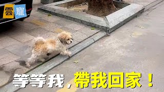 兩個月前的小乞丐狗，如今已是公主模樣 by 雲寵 11,259 views 4 weeks ago 6 minutes, 9 seconds