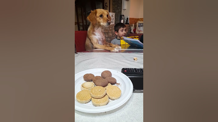 cane intelligente bricciola
