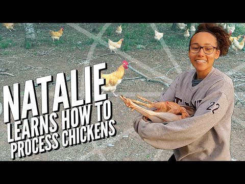 Learn How to Slaughter Chickens (WARNING: Graphic)
