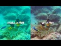 White balance  underwater photography tips