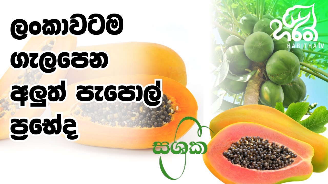 ලංකාවට පැපොල් නව ප්‍රභේද 2ක් 🏉🍐🫒| Onesh Agri (Pvt) Ltd | සශ්‍රීක | Sashrika | Haritha TV 🌾👨‍🌾🚜