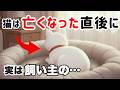【後悔を消す】亡くなった猫が「感謝」に変えるメッセージ【ペットロス】ｰ猫雑学ｰ