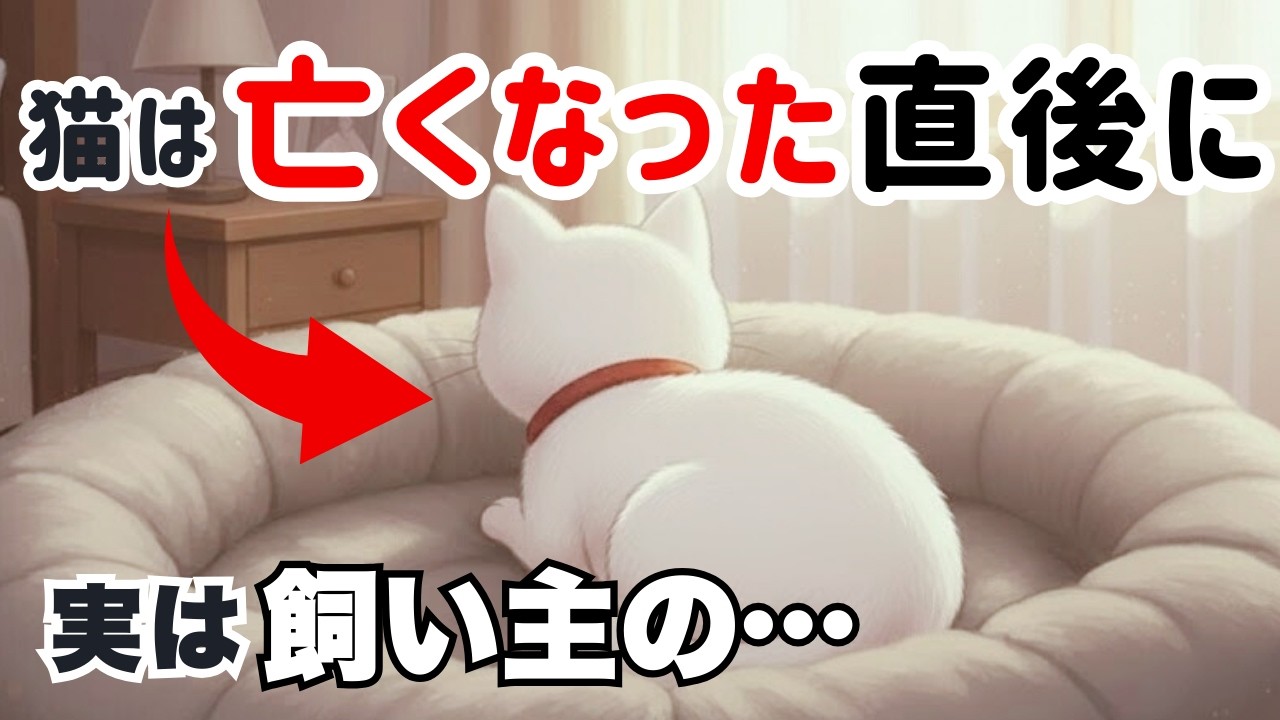 【後悔を消す】亡くなった猫が「感謝」に変えるメッセージ【ペットロス】ｰ猫雑学ｰ