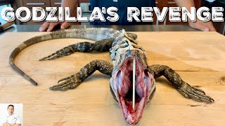 JURASSIC SPINY TAILED IGUANA BITES CAMERAMAN | Catch Clean Cook