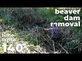 Manual beaver dam removal no140  timelapse version