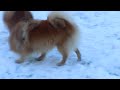 German Spitz Mittel with Kleins and Pomeranians の動画、YouTube動画。