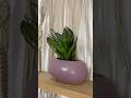 Purple Ceramic Pot from myntra #myntra #myntrafinds #plants #meesho #meeshohaul #plantslover #decor