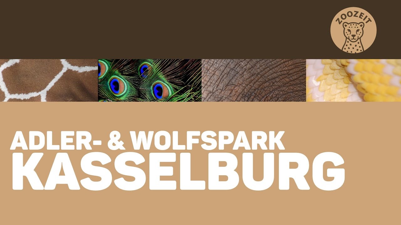 Adler- und Wolfspark Kasselburg • Rundgang - YouTube