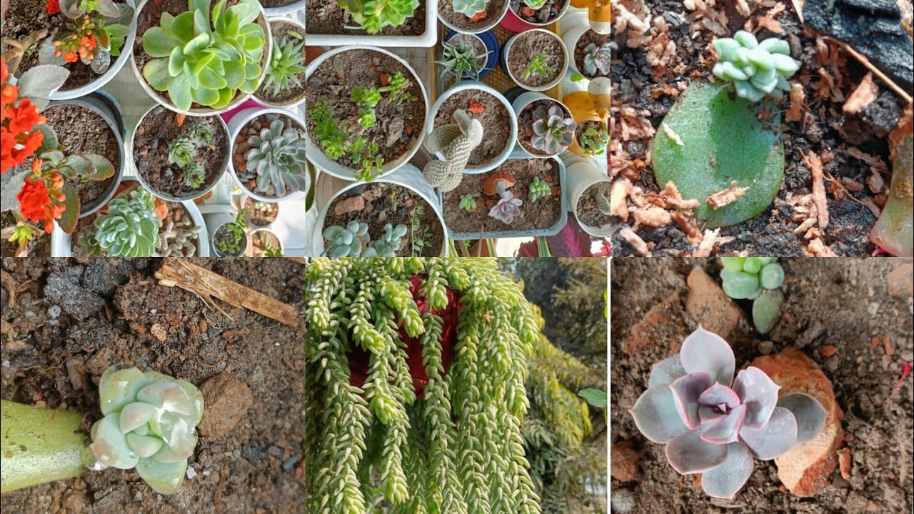 Sunday Succulent Tour/ Succulent Care and Propagation🌵/Hardy Succulents for Beginners🌵😍 