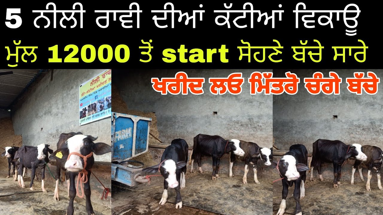 ਨੀਲੀ ਰਾਵੀ ਨਸਲ ਦਾ ਝੋਟਾ,# ਪਵਨ ਬੁੱਲ੍ਹ #sunrise Dairy