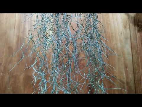 Video: Qhuav Spanish moss tuaj yeem rov muaj sia?