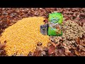 Trail camera pile of corn vs pile of peanuts in the woods