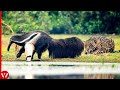 Look What Happened When This Jaguar Attacked Anteater