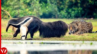 Look What Happened When This Jaguar Attacked Anteater