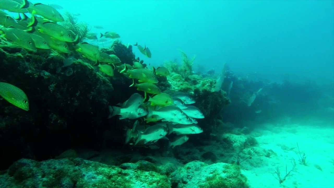 Fish in the Florida Keys - YouTube