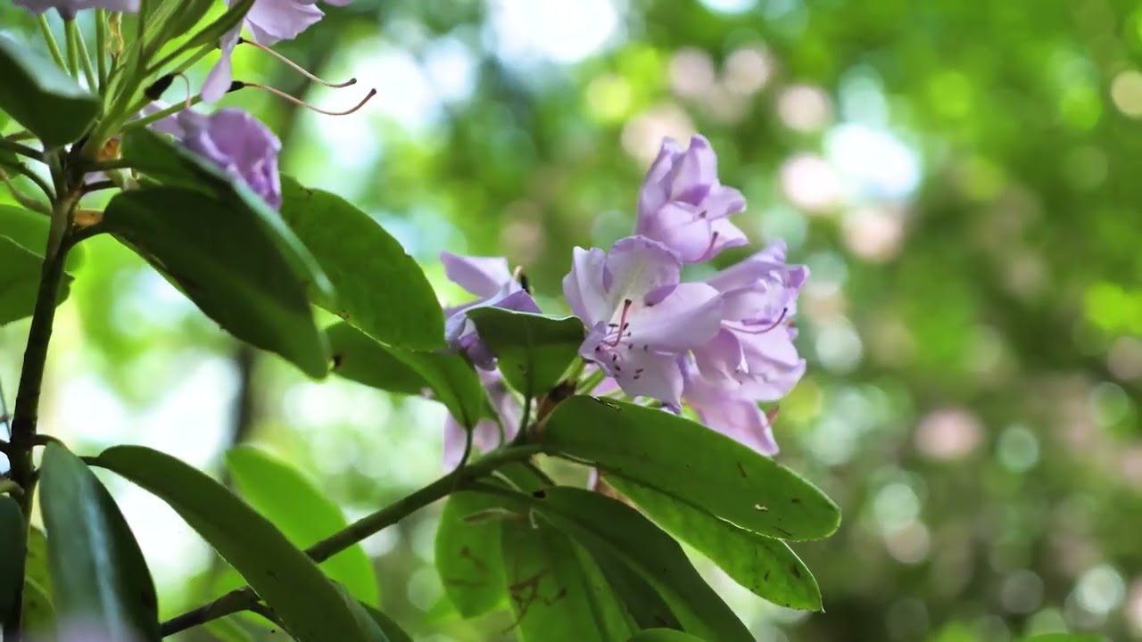 Soestdijkerweg 9, Den Dolder - Christie's International Real Estate
