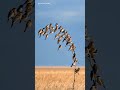 شجرة العصافير   الطبيعة  طيور الطيور المغردة الطيور المهاجرة 