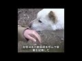腹部が異常に膨れ上がった野良犬がいる 身をよじるようにして動き#科学解説#動物 #犬