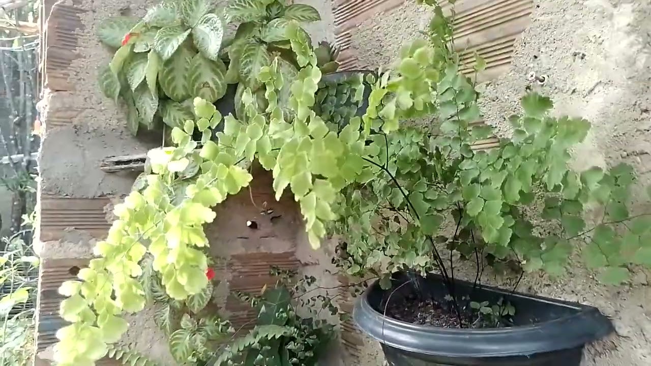 mostrando minhas plantas pendentes e de fácil cultivo