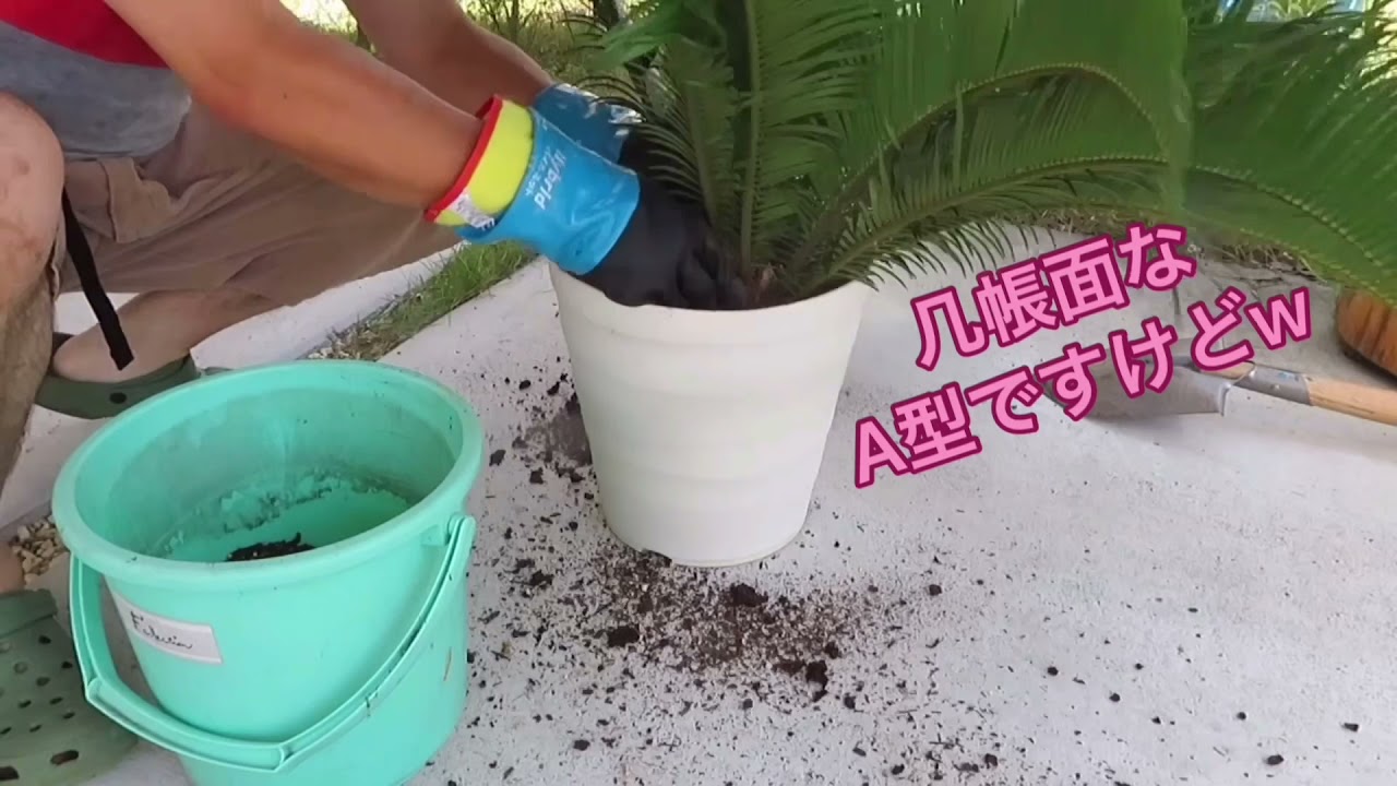 初めての株分け（ソテツ） - YouTube