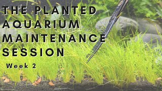 Trimming And Cleaning A New Planted Aquarium