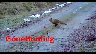 Fox hunting 2023 - Shotkam videos
