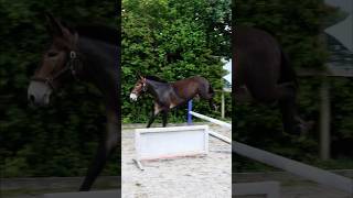 Loose jumping my 15hh mule with a big attitude! #mule #eventer #showjumping #equestrian