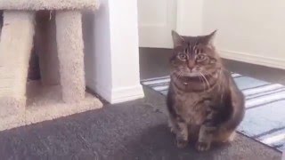 Реакция котов на #котороботов Реакция котов на #котороботов