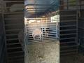 Sheep on Trailer