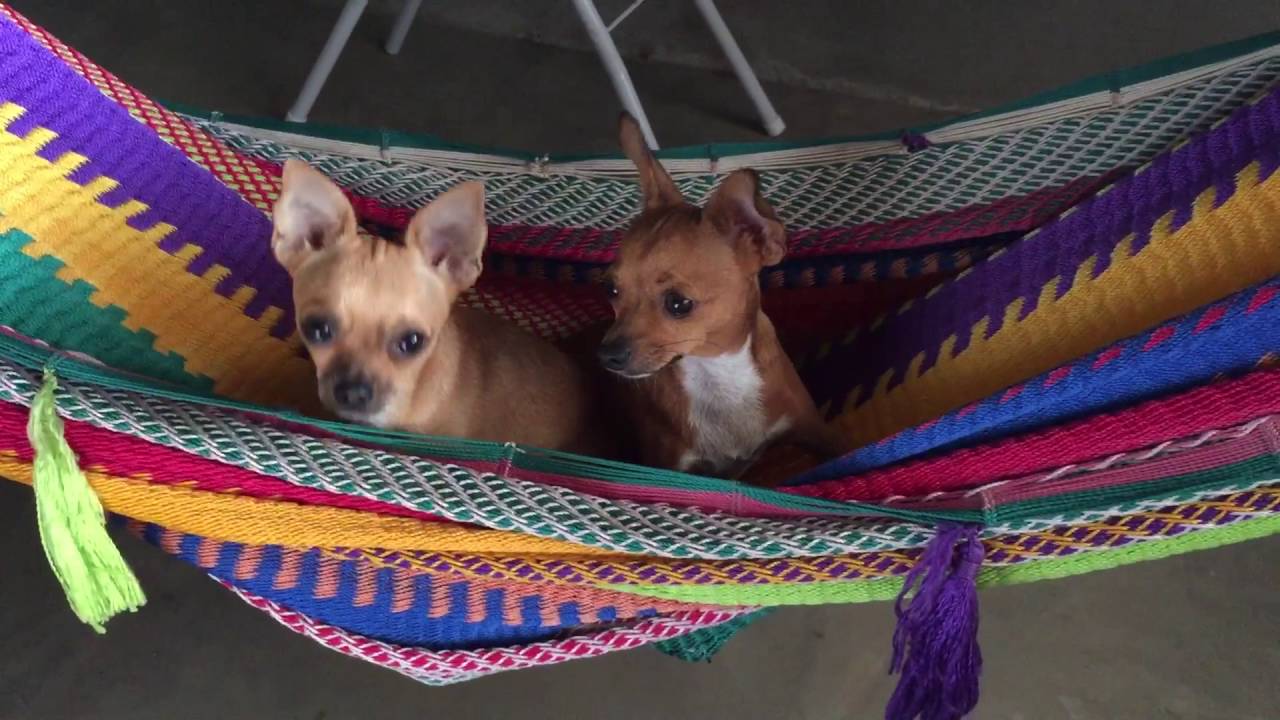 Perritos en la hamaca - YouTube