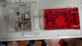 고동털 개미 1000마리 대군체 헐...