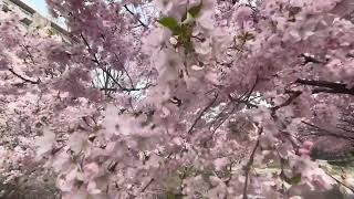 Day 1 Cherry Blossoms along Downtown Akron Towpath Trail