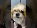 Shih Tzu Grooming | Beautiful Haircuts Dogs