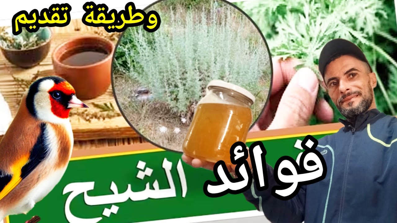 فوائد الشيح العجيبة 🦠لطائر الحسون وجميع الطيور 🦜وطريقة تقديم  الحسون وجميع الطيور 