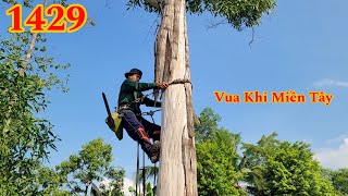 Thót tim ! Vua Khỉ cưa cây Tràm Bông Vàng tróc gần hết vỏ Cutting tree by Hai Lúa Tiền Giang 5,379 views 2 weeks ago 35 minutes