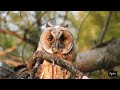 kulaklı orman baykuşu 3 - Long-eared Owl / Asio otus