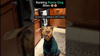 Ranking Funny Dog Bites From Polite To PURE CRIMINAL 😭🍉#funnydogs #dogsoftiktok #funnydogvideos