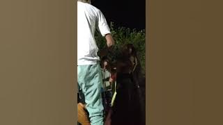 Paro paro Le gayi number