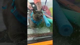 Kitty's Underwater Treadmill Triumph || ViralHog