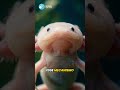 Parece de Pelúcia, Mas Tem o Superpoder Mais INACREDITÁVEL da Natureza!